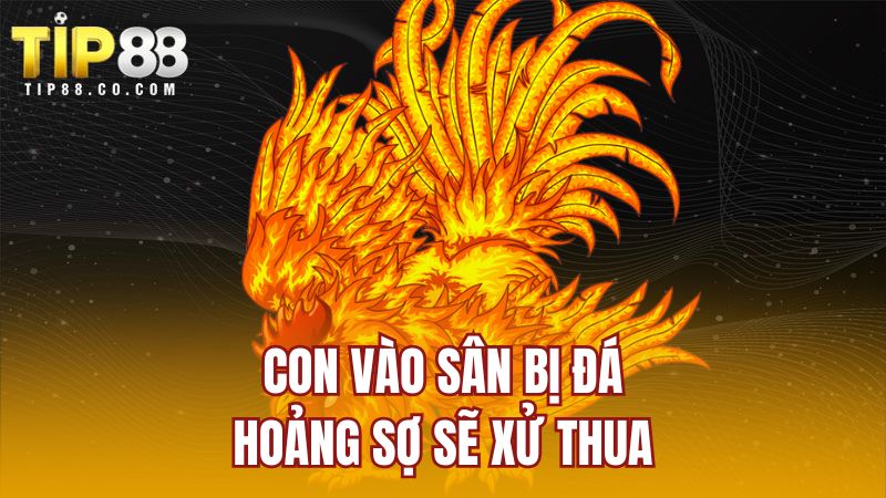 Con vào sân bị đá hoảng sợ sẽ xử thua.