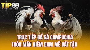 Trực Tiếp Đá Gà Campuchia - Thỏa Mãn Niềm Đam Mê Bất Tận